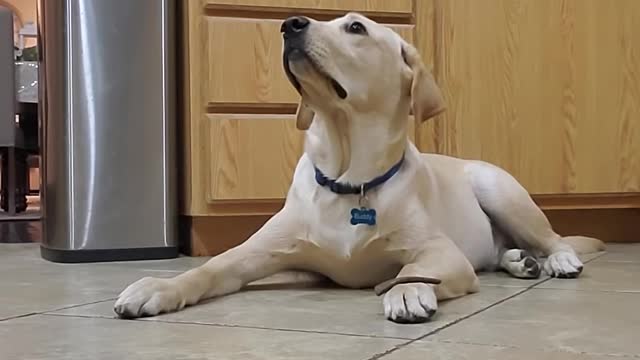 Dog training #1