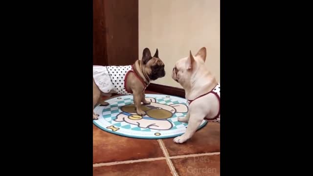 funny animals video 2022