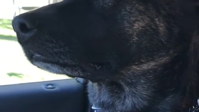 Brown and white dog makes weird eyes in car