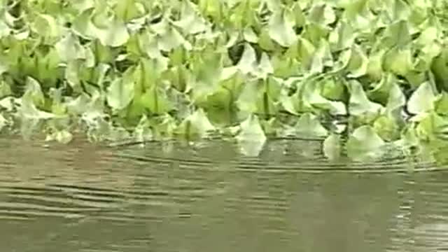 Smallmouth Bass on the Tidal Delaware River