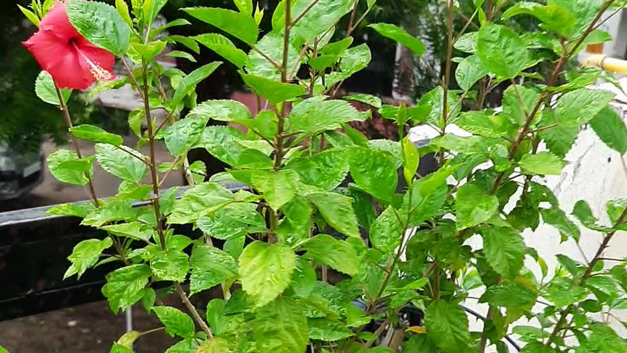 Two color flower in one plant