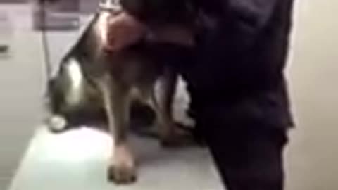 Dog injection shouting 😆😆 video