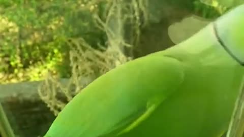 green parrot