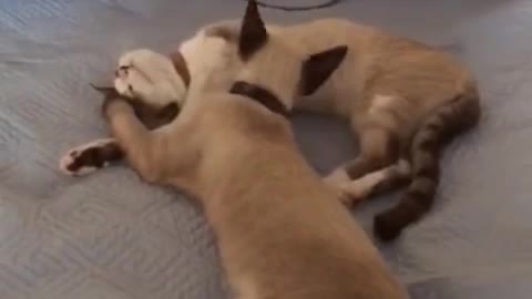 Cute cats exchanging affection