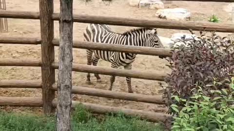 Zebra grazing