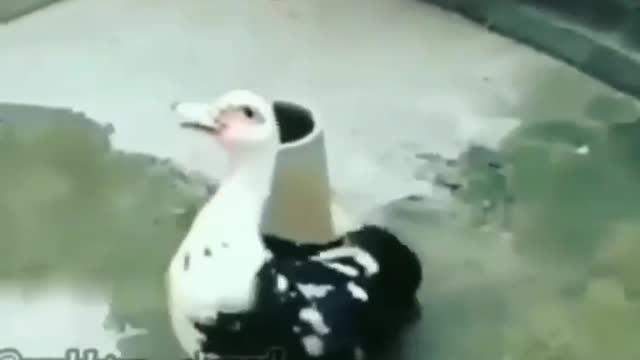 💖💝Duck 🦆 💕 love baby duck🐥 | Mom love 😍😘