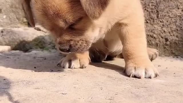 cutest body dog satisying funny animals videos