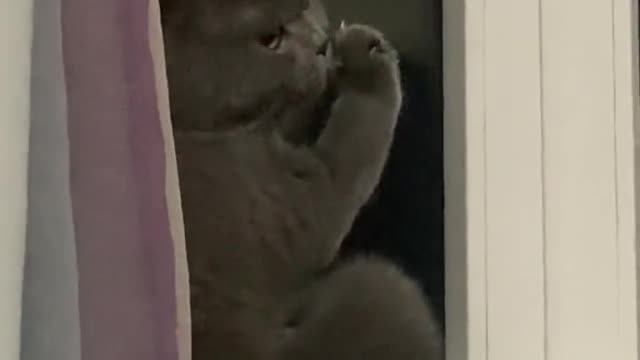 Funny cat