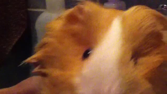 guinea pig dead xD