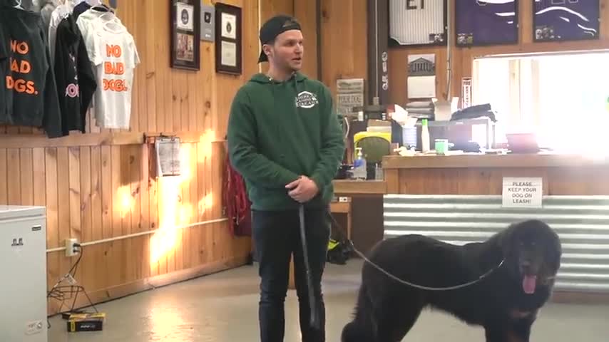 Learn How To Train a Dominant Dog