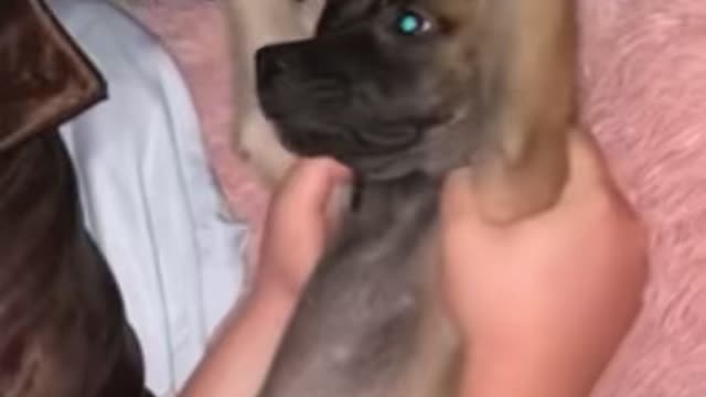 A dog having fun and ...