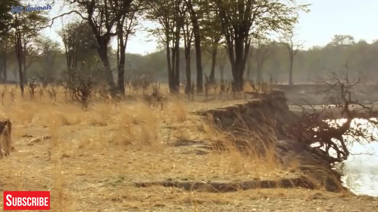 Discovery Wild Animal Fights - 2 Buffalo vs 10 Lion, Hyena & Wild dogs attacks Deer - Baboon,tiger..