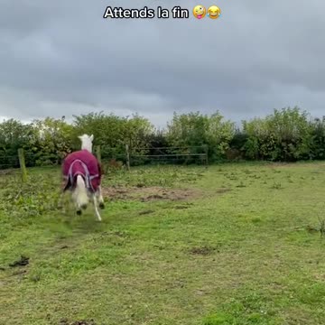 Crazy pony#equestrian #equitation #cheval #poney #crazy #animals