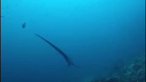 DANGER !!! A shark with a very long tail!