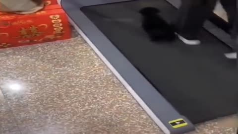 Dog on treadmill funny video