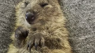 Snuggles with a Cute Quokka