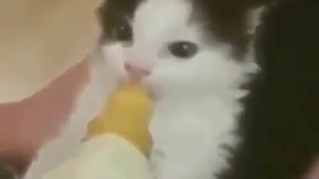 Cat suckles its milk