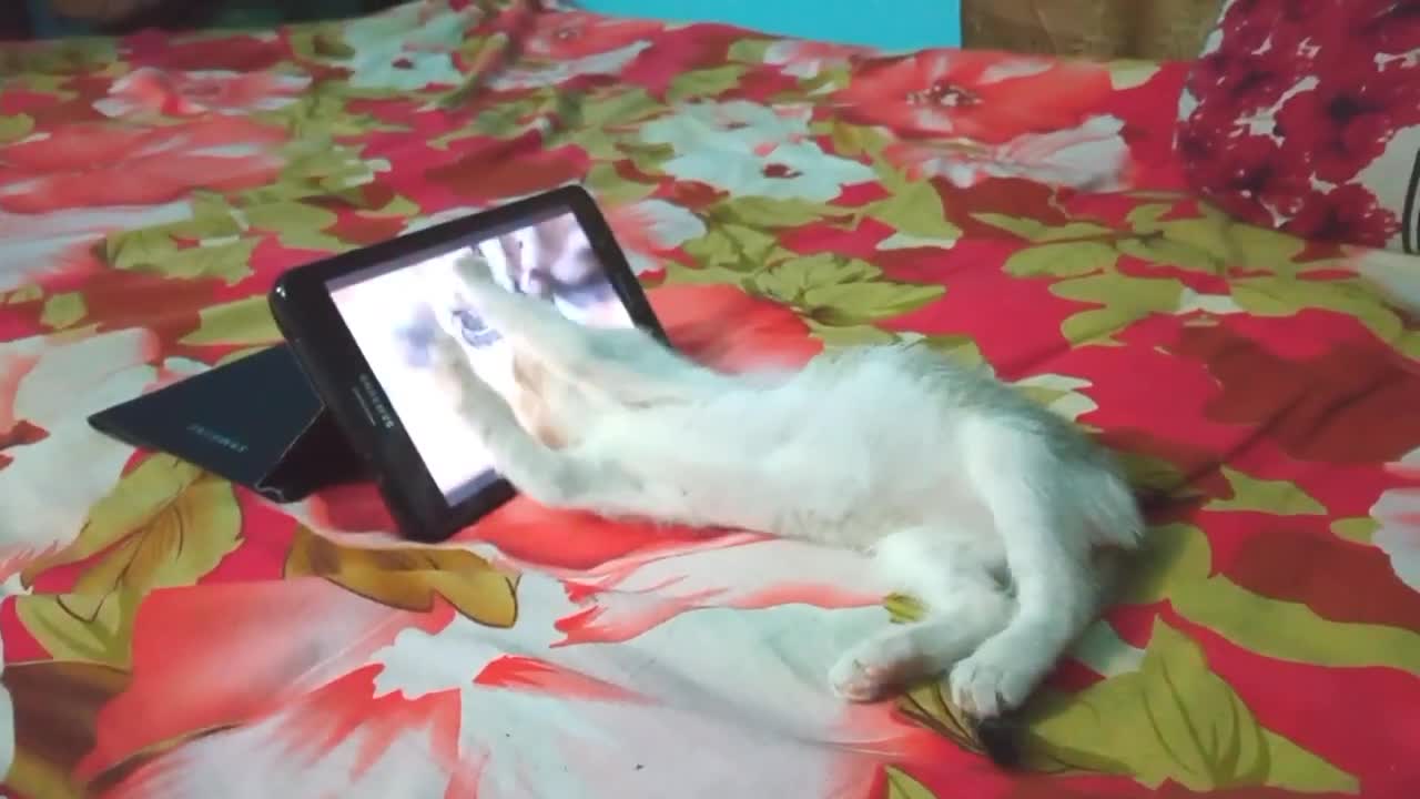 cat Watching Tab ( Funny video)