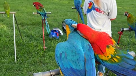 Parrot love funny moment kiss time