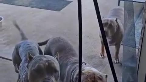 Learned Dogs