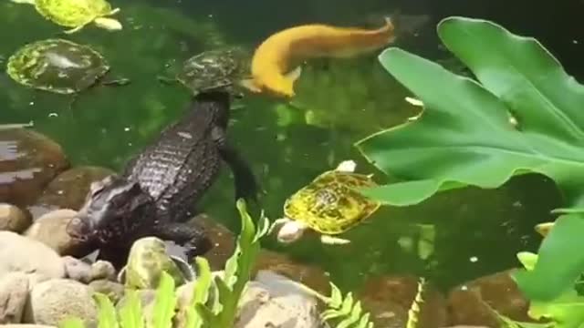 Unbelievable Crocodile_ Arowana and Turtle Live in Pond Toge