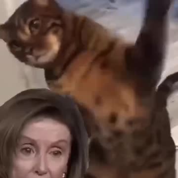 낸시펠로시 때려