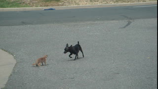 Prairie dog vs Chihuahua (Battle of the Dogs)