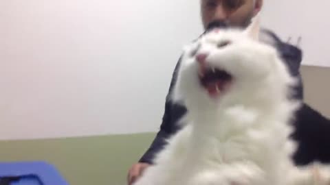 Cat gets deactivated by Vet