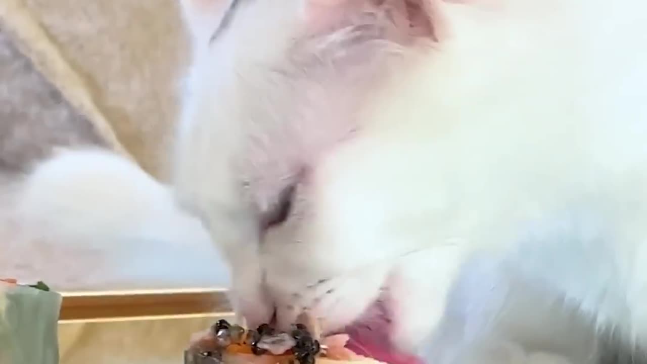 Feeding A Cat $10 Vs $10,000 Sushi