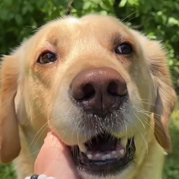 Dozers a good big brother 🥺❤️