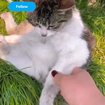 Kittecat Video And Cute Cat Video