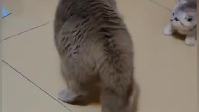 Very funny cats | cute cats