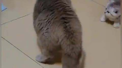 Very funny cats | cute cats