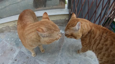 Homeless cats in Ras Al Khaimah, UAE: CHRIS MARTIN & ED SHEERAN #EdSheeran #ChrisMartin #TheVoice