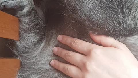 Raccoon sleeps listening to lullabies.