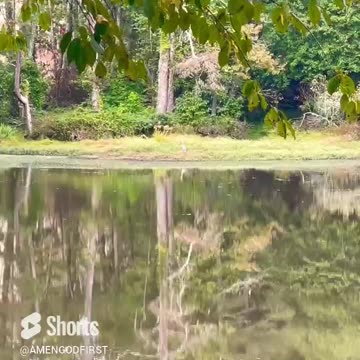 Nature Relaxing ❤️_🔥 #birdchirping