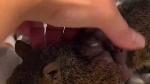 Rescued a squirrel with larvae