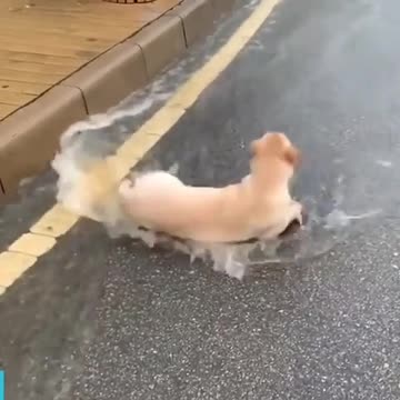 Look at this adorable dog, he really enjoy the rain I love to join him and play!