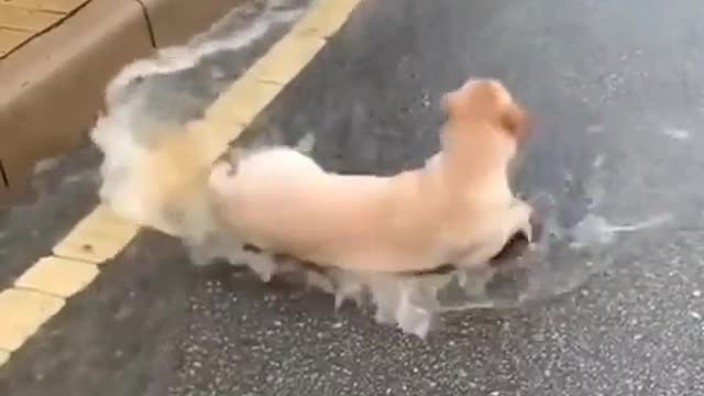 Look at this adorable dog, he really enjoy the rain I love to join him and play!