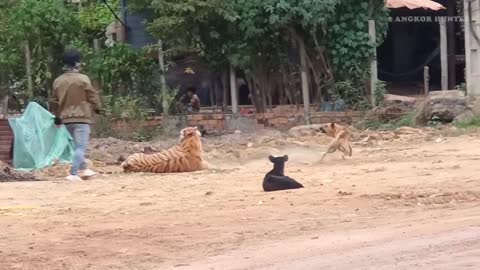 Tiger vs dog prank video