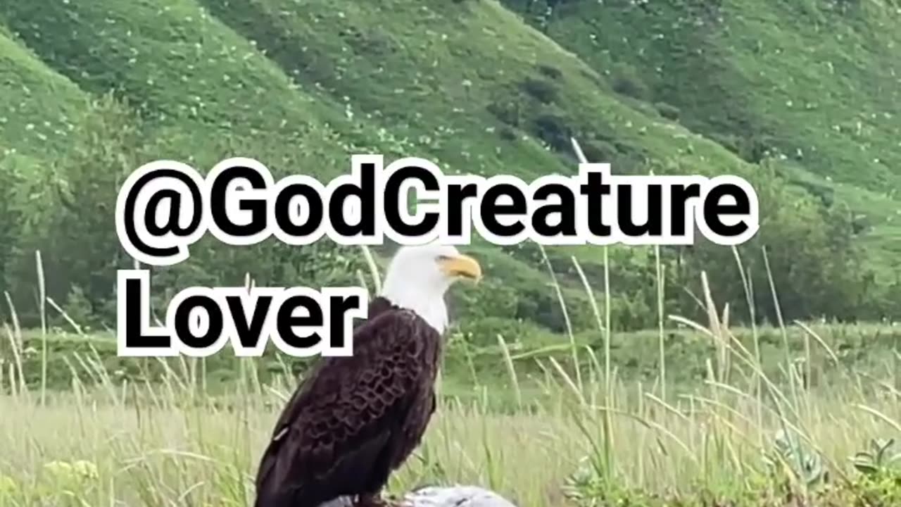 Bald eagle take off.