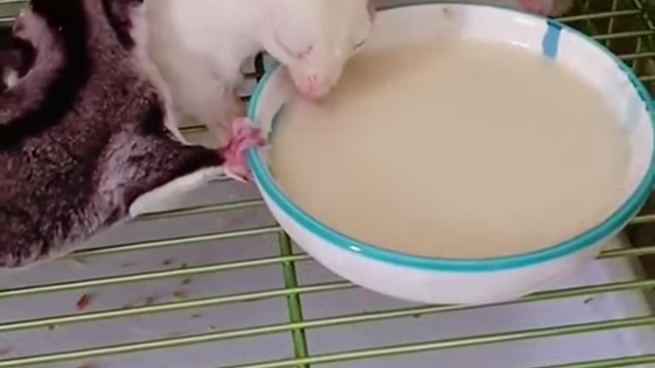 Adorable Sugar Glider Family ❤️❤️ #shorts #sugarglider #sugarglidercare