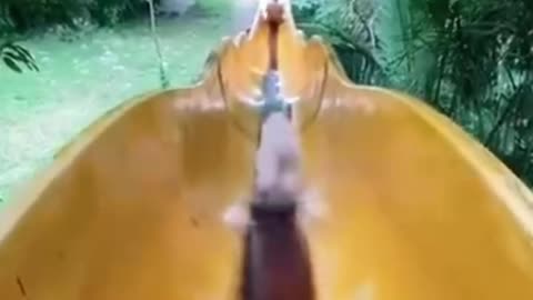 Water park for puppies