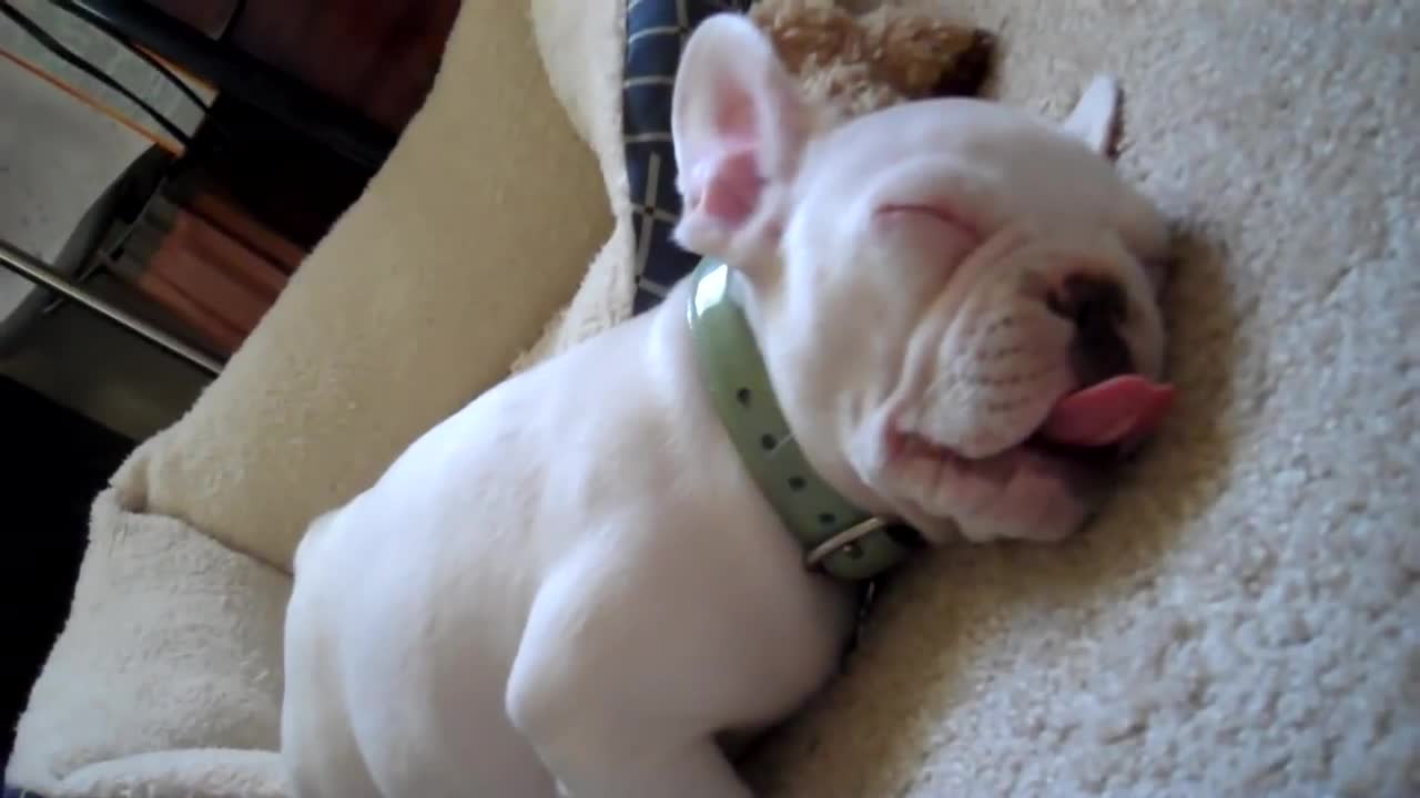 Ralph The All White French Bulldog Sleeping Champion