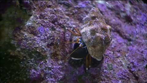 😄 SEA ANIMALS Satisfying video #shorts