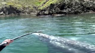 Wally the whale lost in the Mediterranean