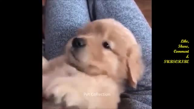 Cute Cats and Dogs Compilation 1