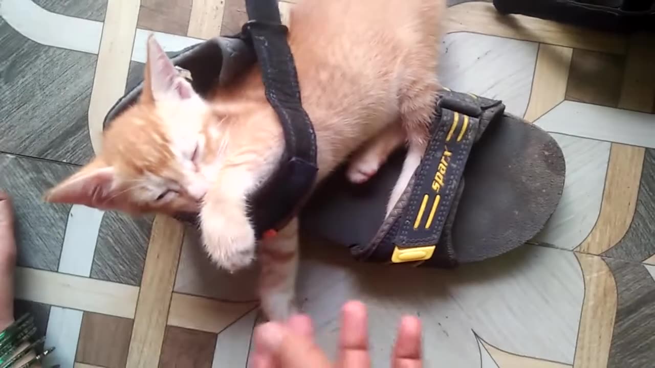 Funny Cats Moment Sleeping / Cats Lover