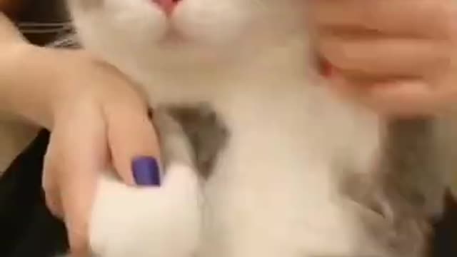 🐱 Cat video
