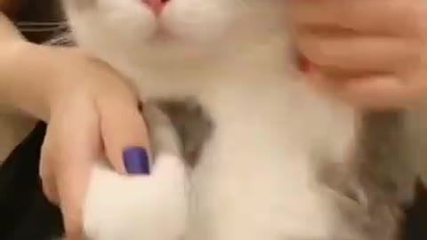 🐱 Cat video